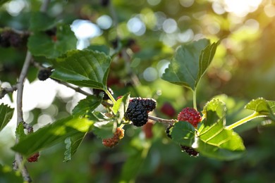 Photo of Tree branch with mulberries outdoors in sunlight