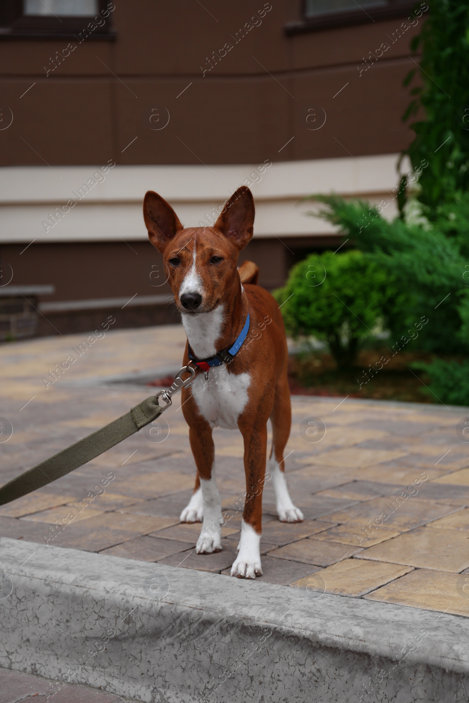 Photo of Cute Basenji with leash outdoors. Dog walking