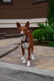 Photo of Cute Basenji with leash outdoors. Dog walking