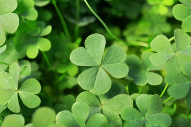 Photo of Top view of beautiful green clover leaves, closeup