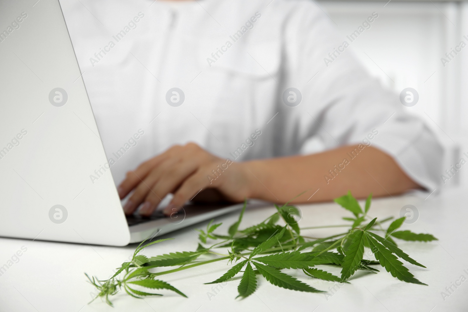 Photo of Scientist working at table in office, focus on hemp plant. Medical cannabis