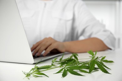 Photo of Scientist working at table in office, focus on hemp plant. Medical cannabis