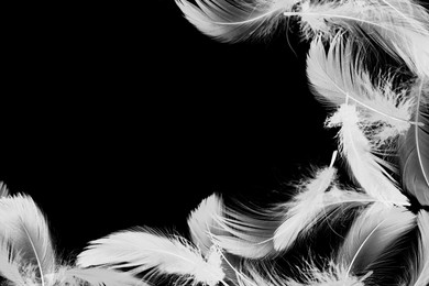 Image of Fluffy bird feathers in air on black background, space for text