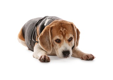 Photo of Naughty Beagle dog with damaged electrical wire on white background