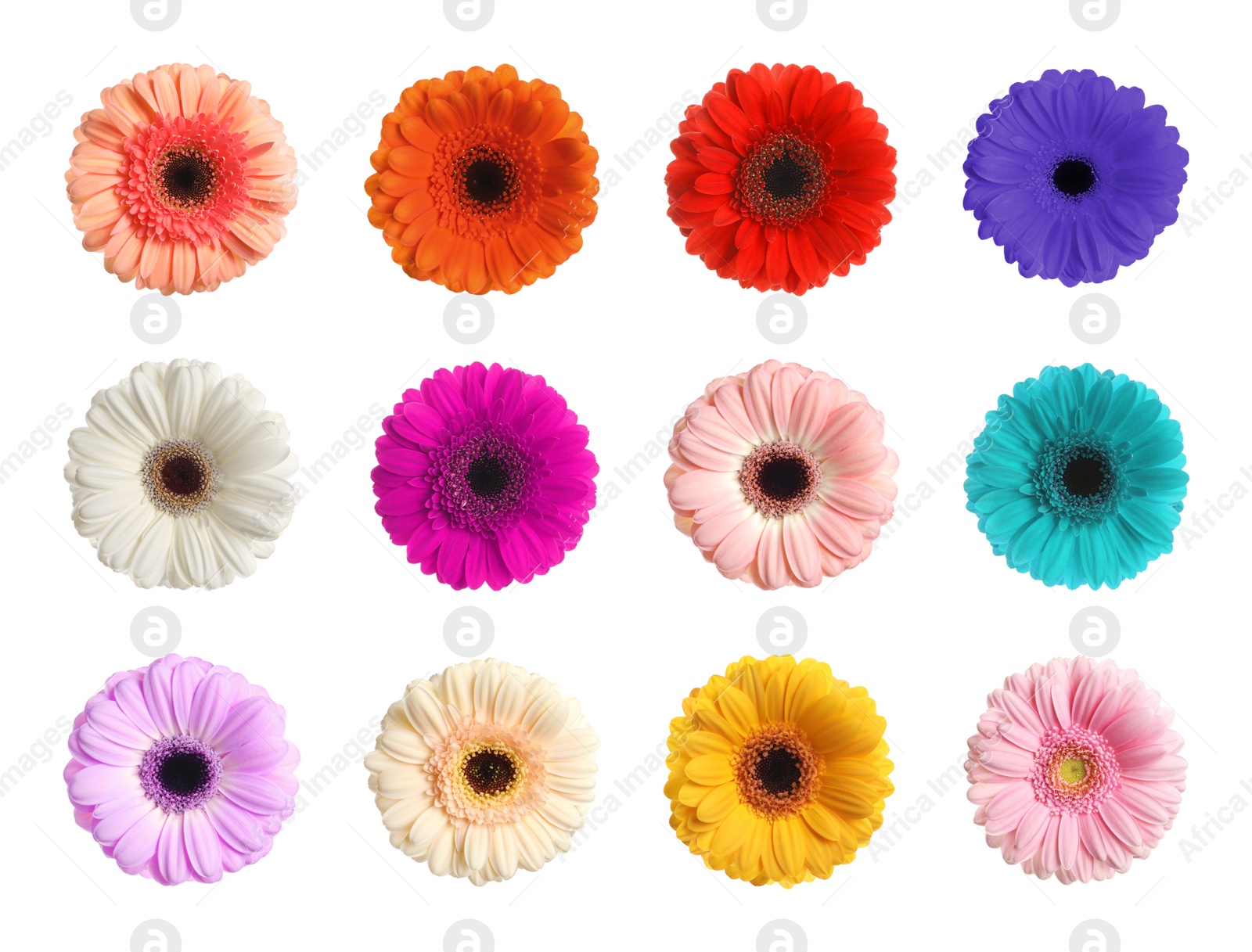 Image of Set with different beautiful gerbera flowers on white background
