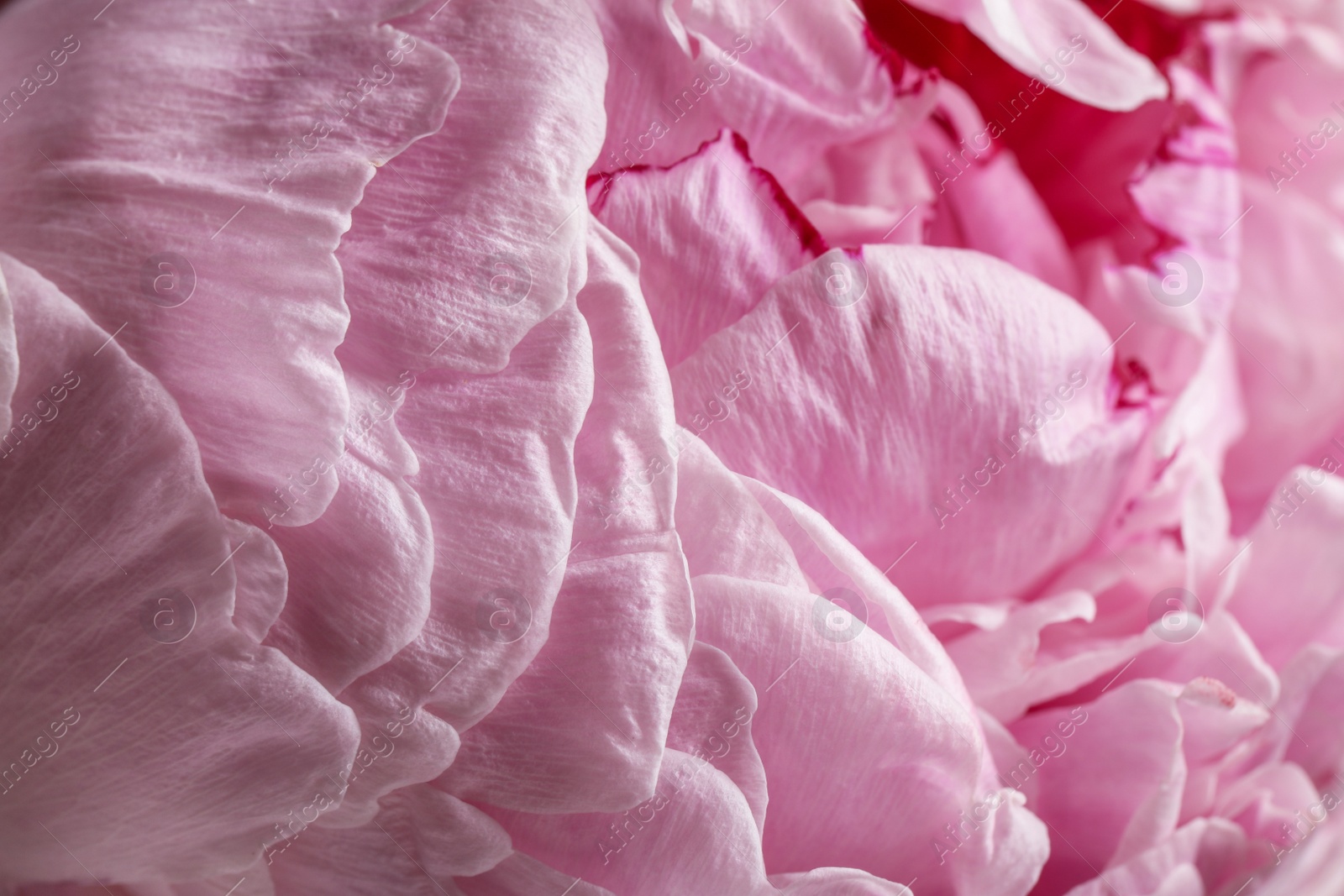 Photo of Closeup view of beautiful blooming peony as background. Floral decor