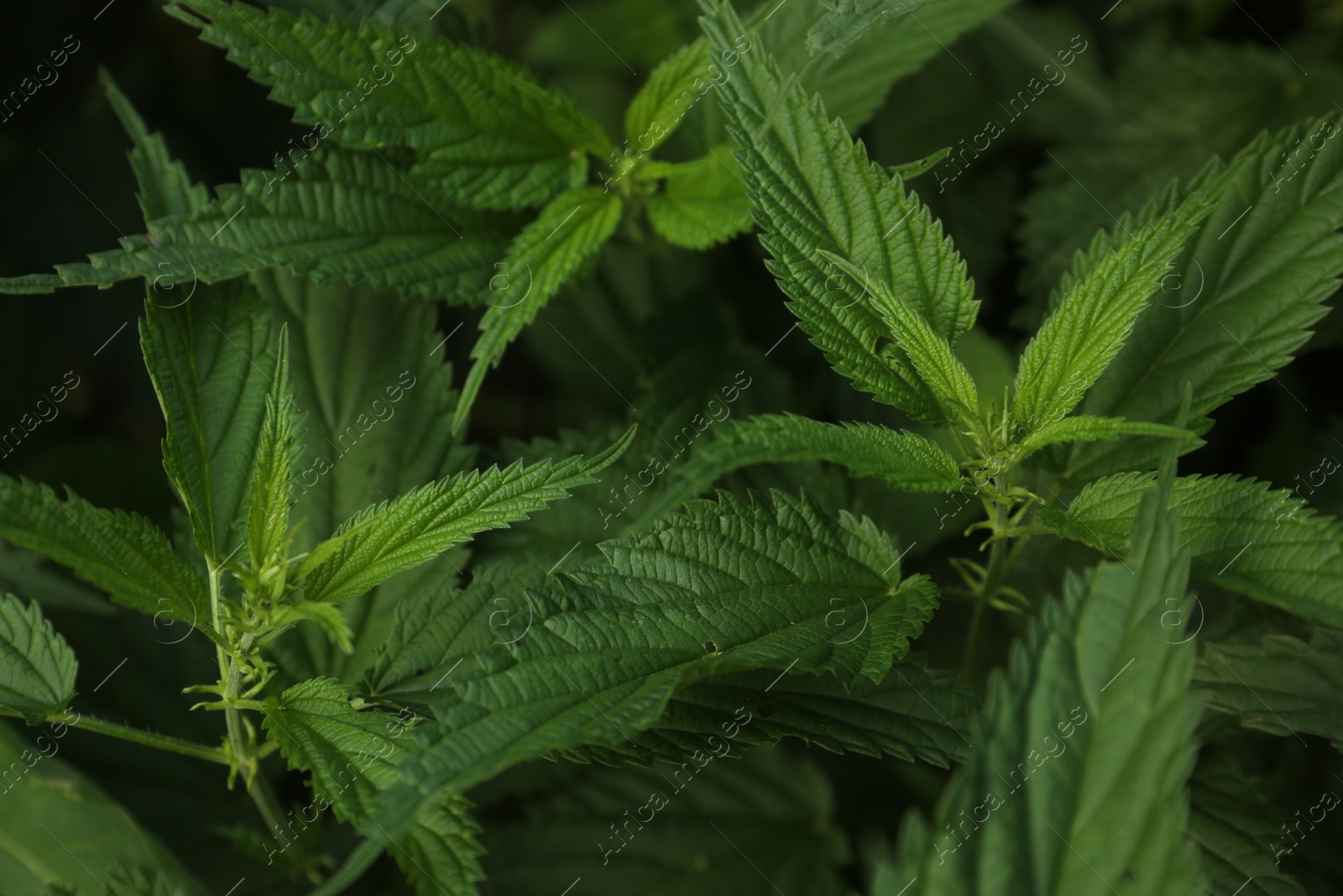 Photo of Beautiful green stinging nettle plants growing outdoors, closeup