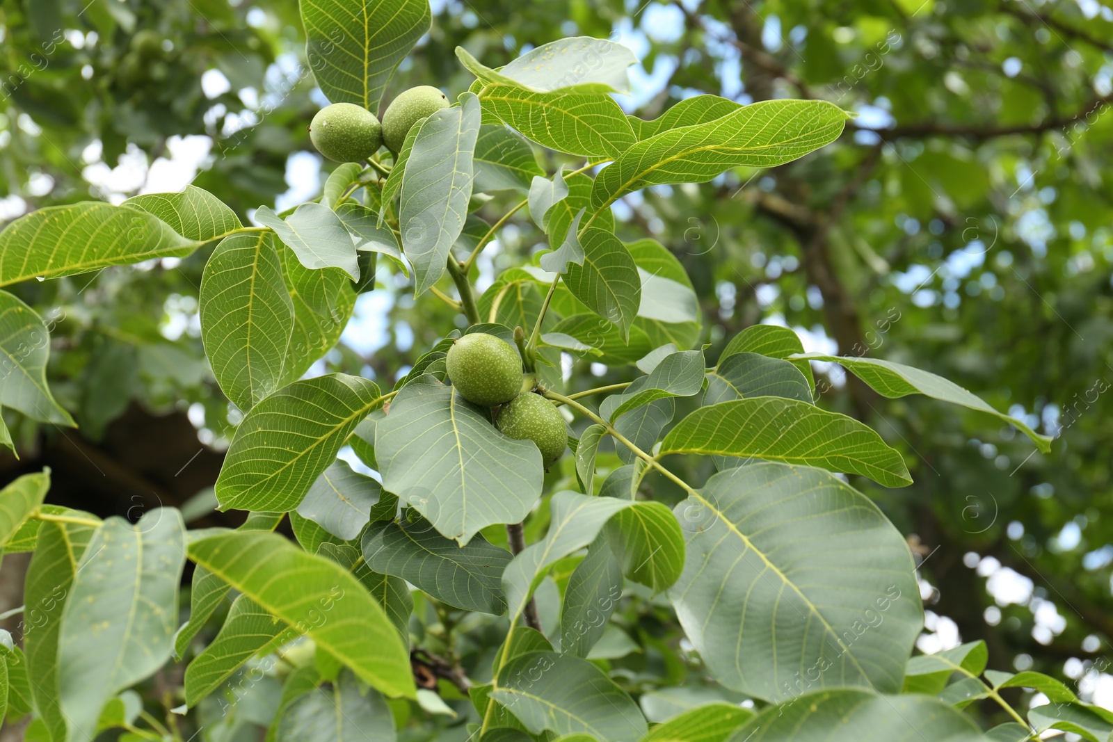 Photo of Green unripe walnuts on tree branch outdoors, bottom view