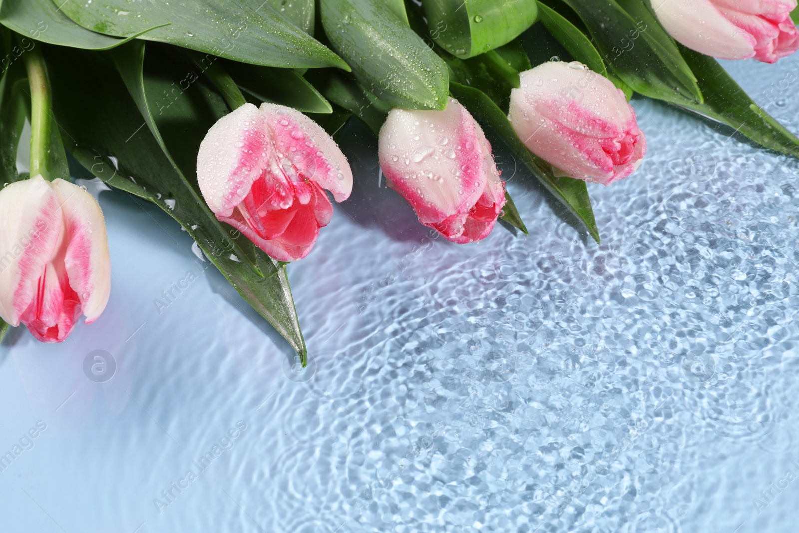 Photo of Beautiful tulips in water on light blue background. Space for text