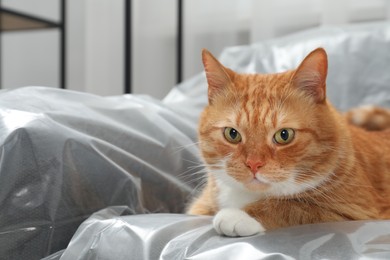 Cute ginger cat resting on sofa covered with plastic film at home, closeup
