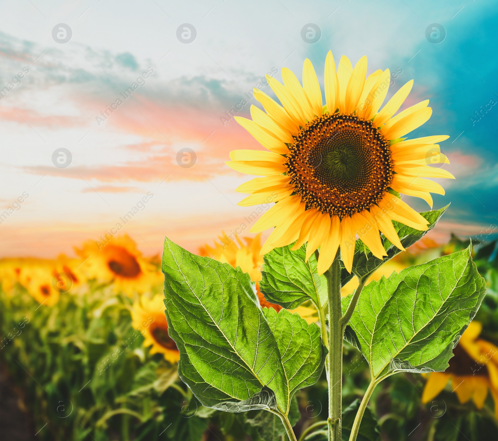 Image of Beautiful sunflower in field under sunset sky 