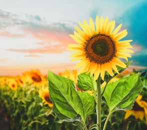 Image of Beautiful sunflower in field under sunset sky 