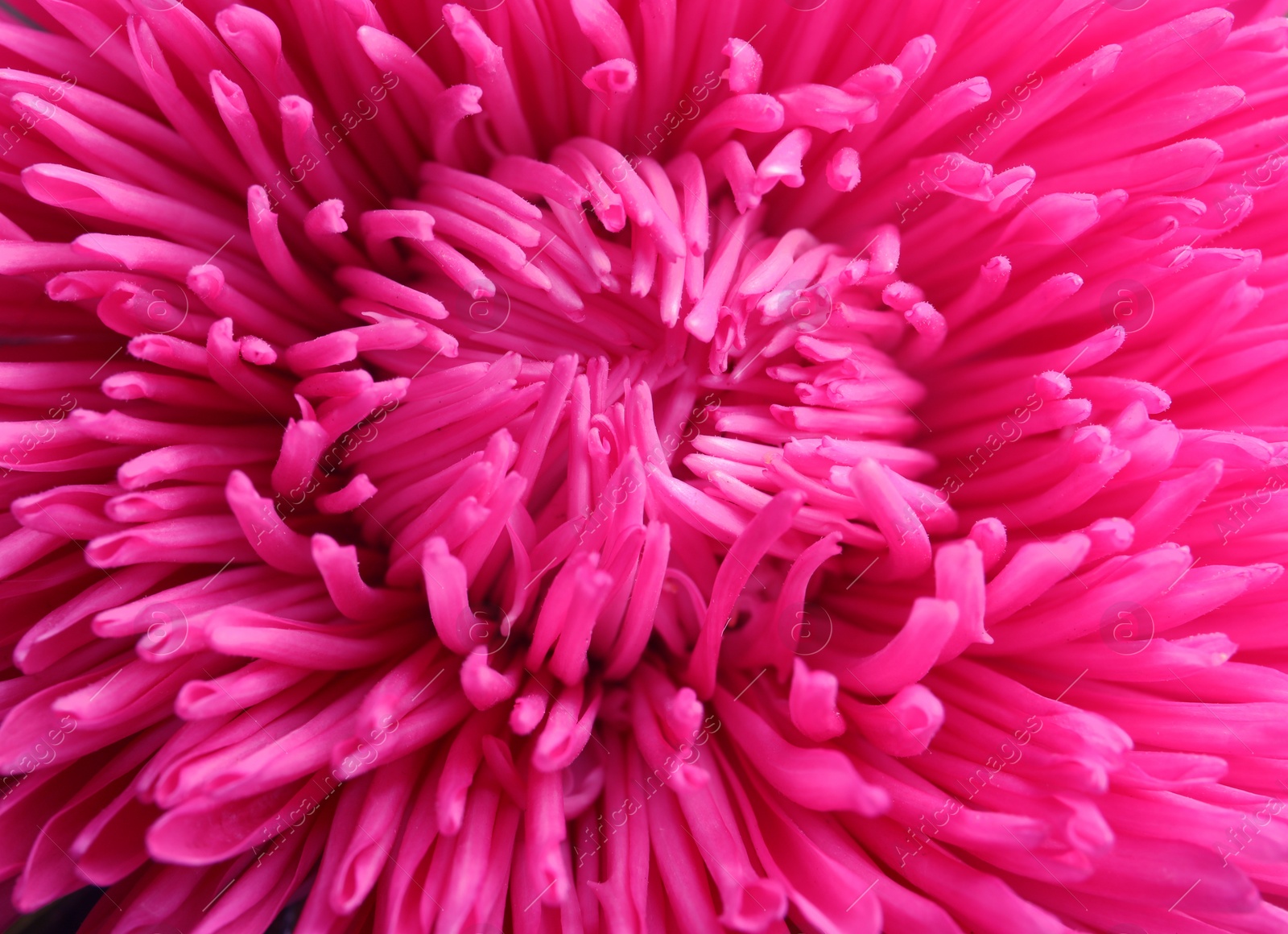 Photo of Beautiful aster flower as background, closeup view