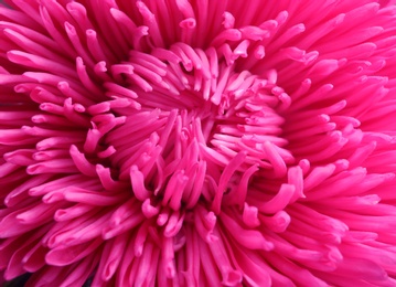 Photo of Beautiful aster flower as background, closeup view