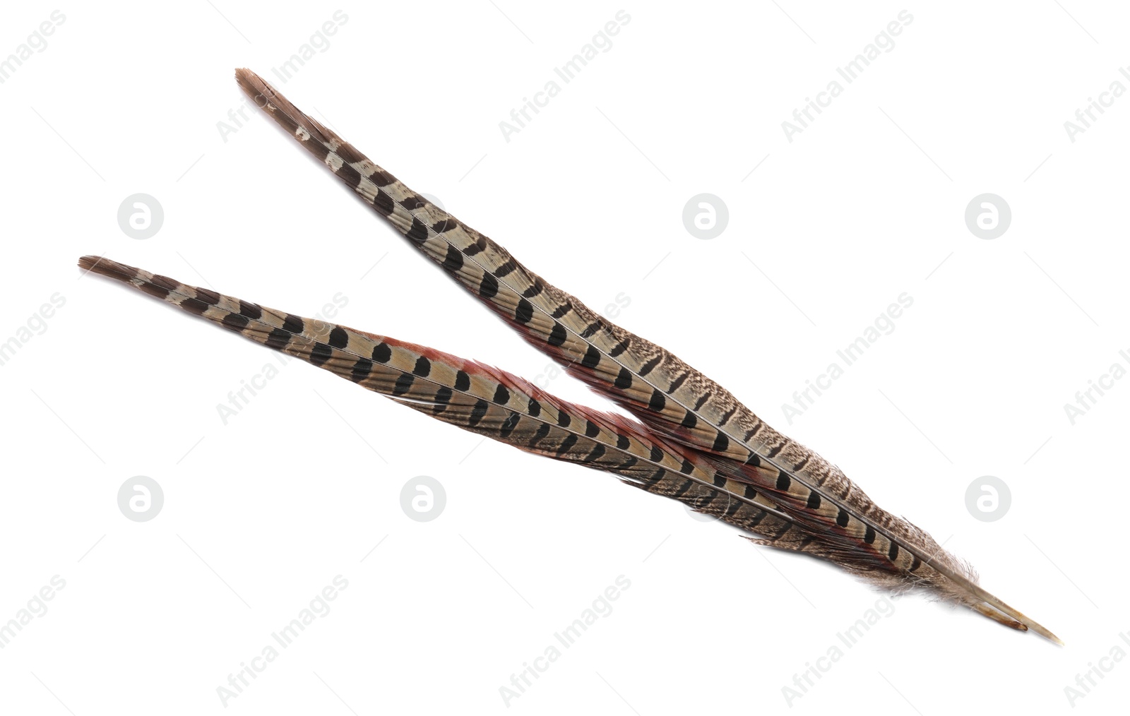 Photo of Beautiful brown bird feathers on white background, top view