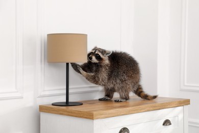 Photo of Cute mischievous raccoon playing with lamp on chest of drawers indoors