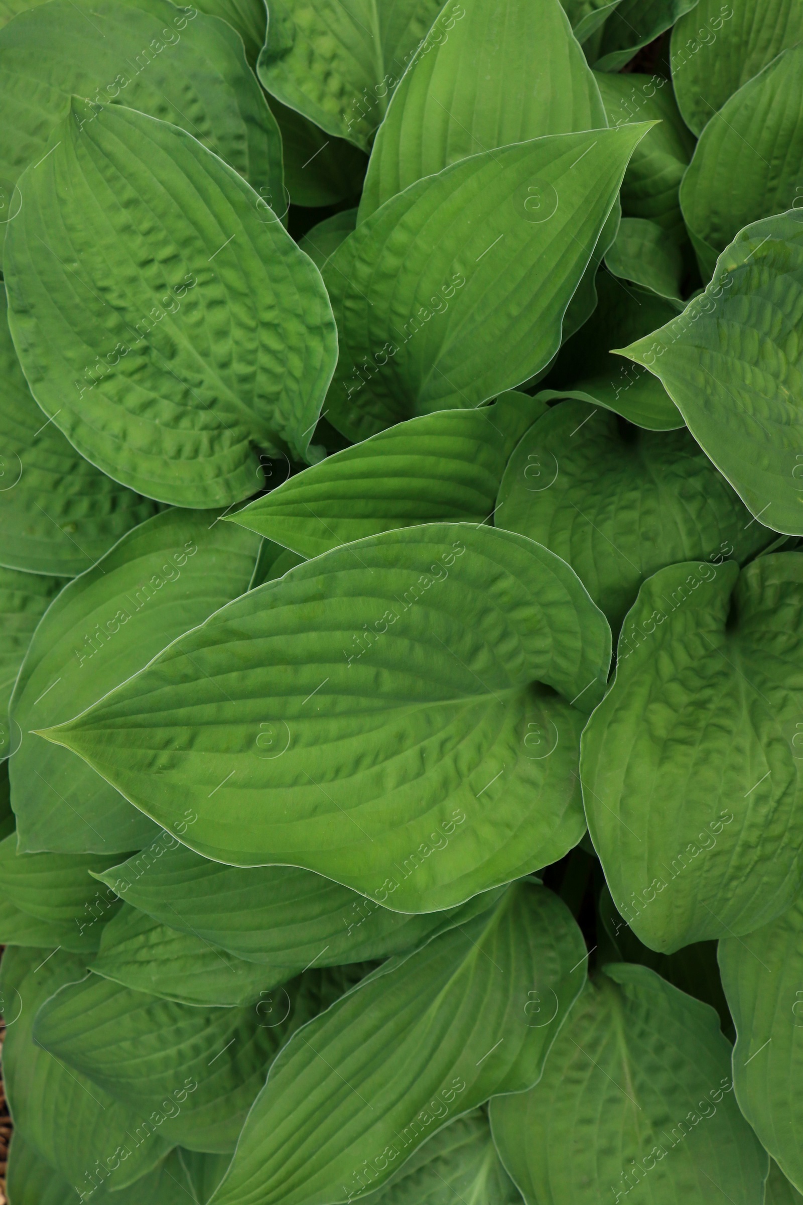 Photo of Beautiful dieffenbachia with lush green leaves as background