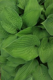 Beautiful dieffenbachia with lush green leaves as background