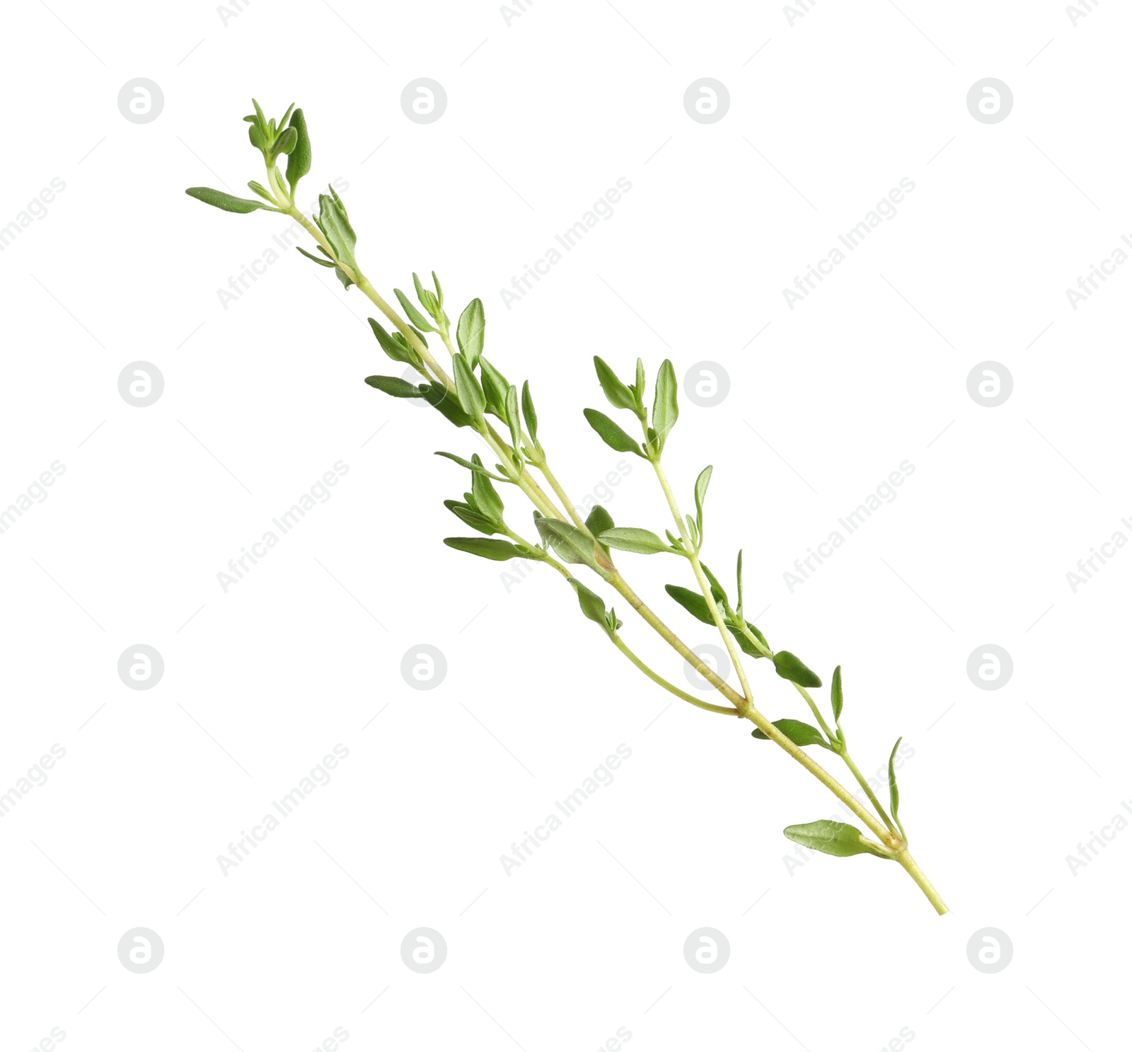 Photo of Aromatic thyme sprig on white background. Fresh herb