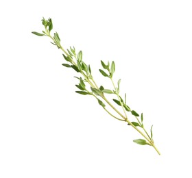 Aromatic thyme sprig on white background. Fresh herb