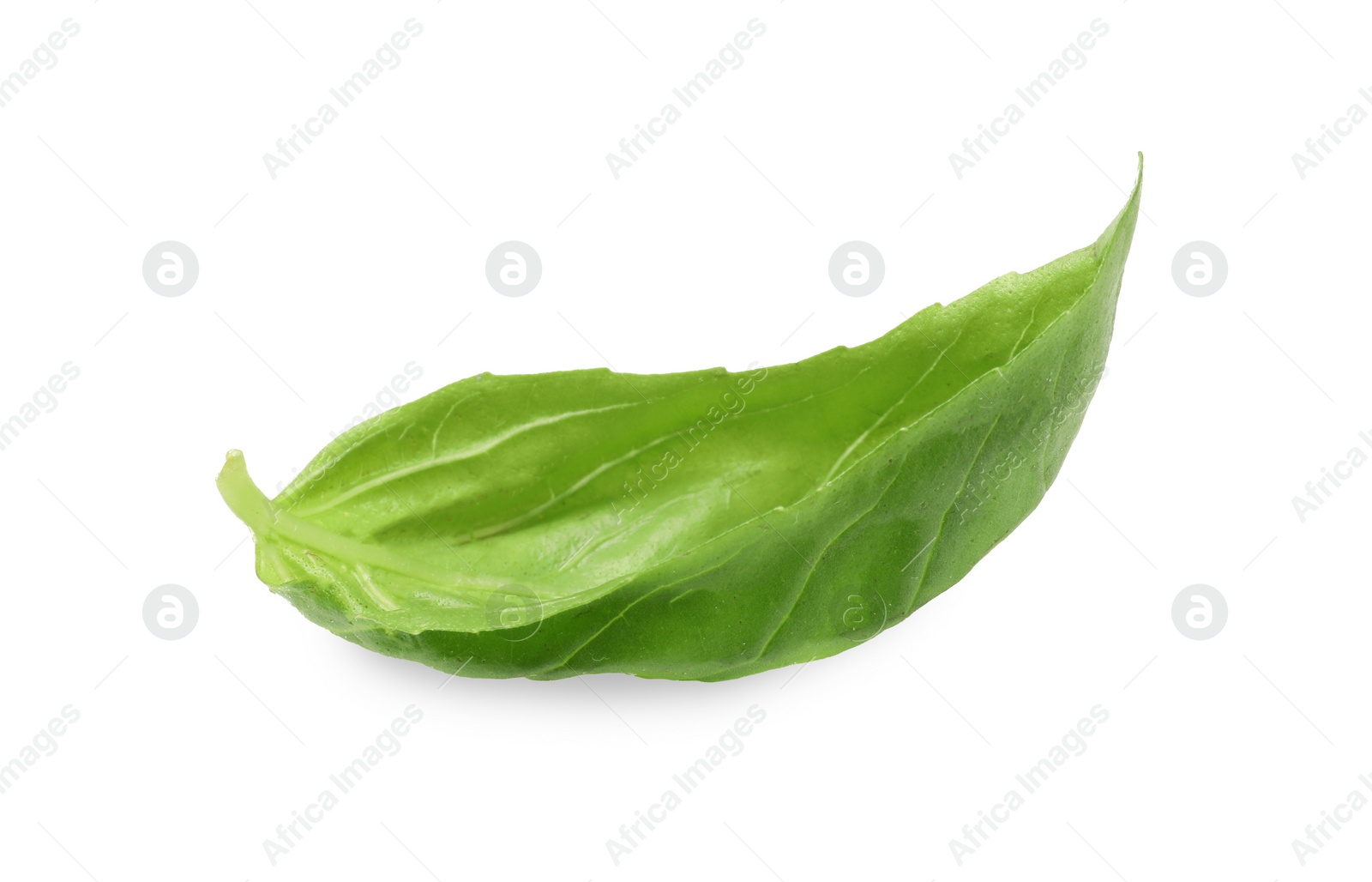 Photo of Aromatic basil leaf isolated on white. Fresh herb