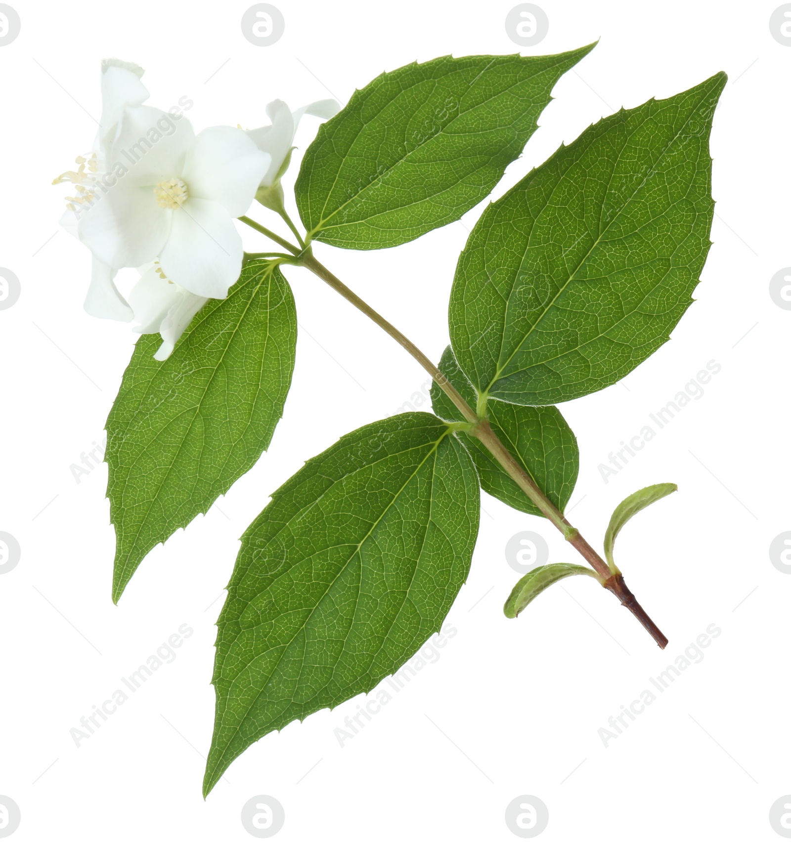 Photo of Branch of jasmine flowers and leaves isolated on white