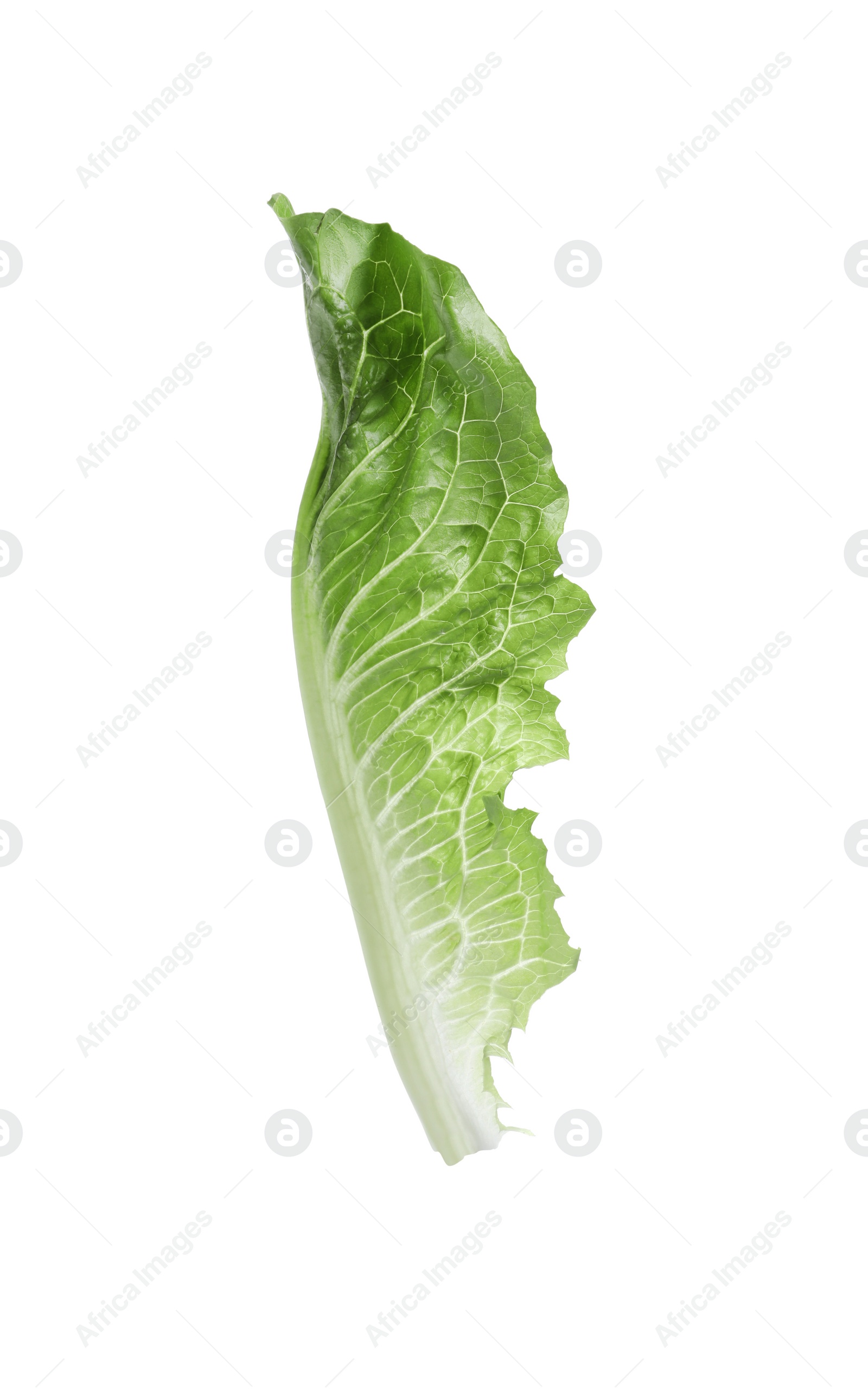 Photo of Fresh leaf of green romaine lettuce isolated on white