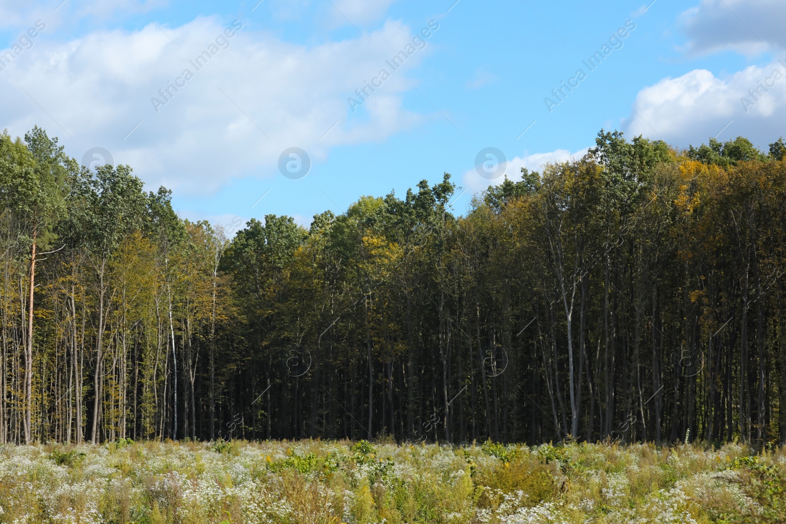 Photo of Beautiful forest landscape on bright sunny day