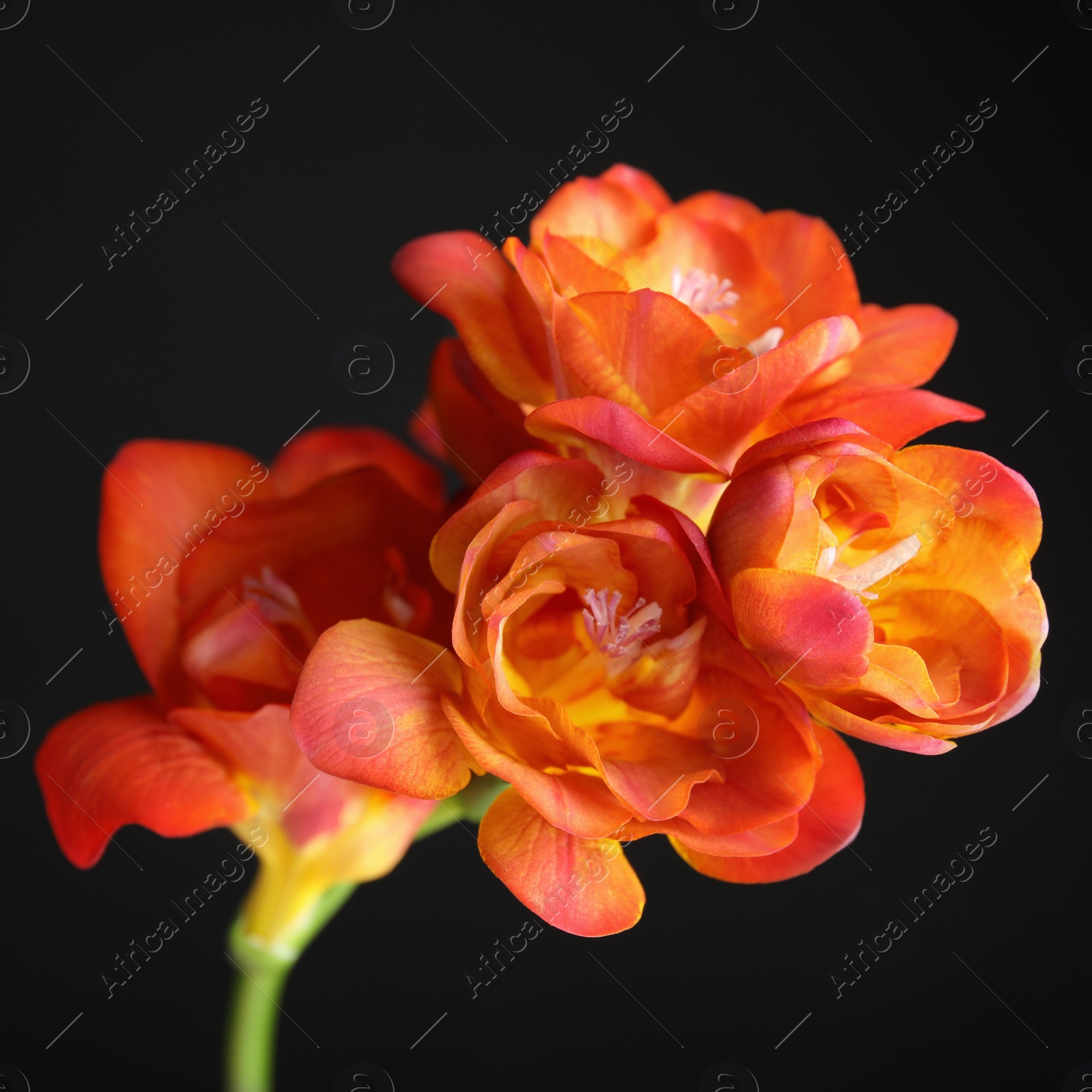 Photo of Beautiful bright freesia flower on dark background