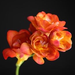 Photo of Beautiful bright freesia flower on dark background