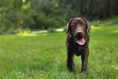 Photo of Adorable Labrador Retriever dog walking in park, space for text