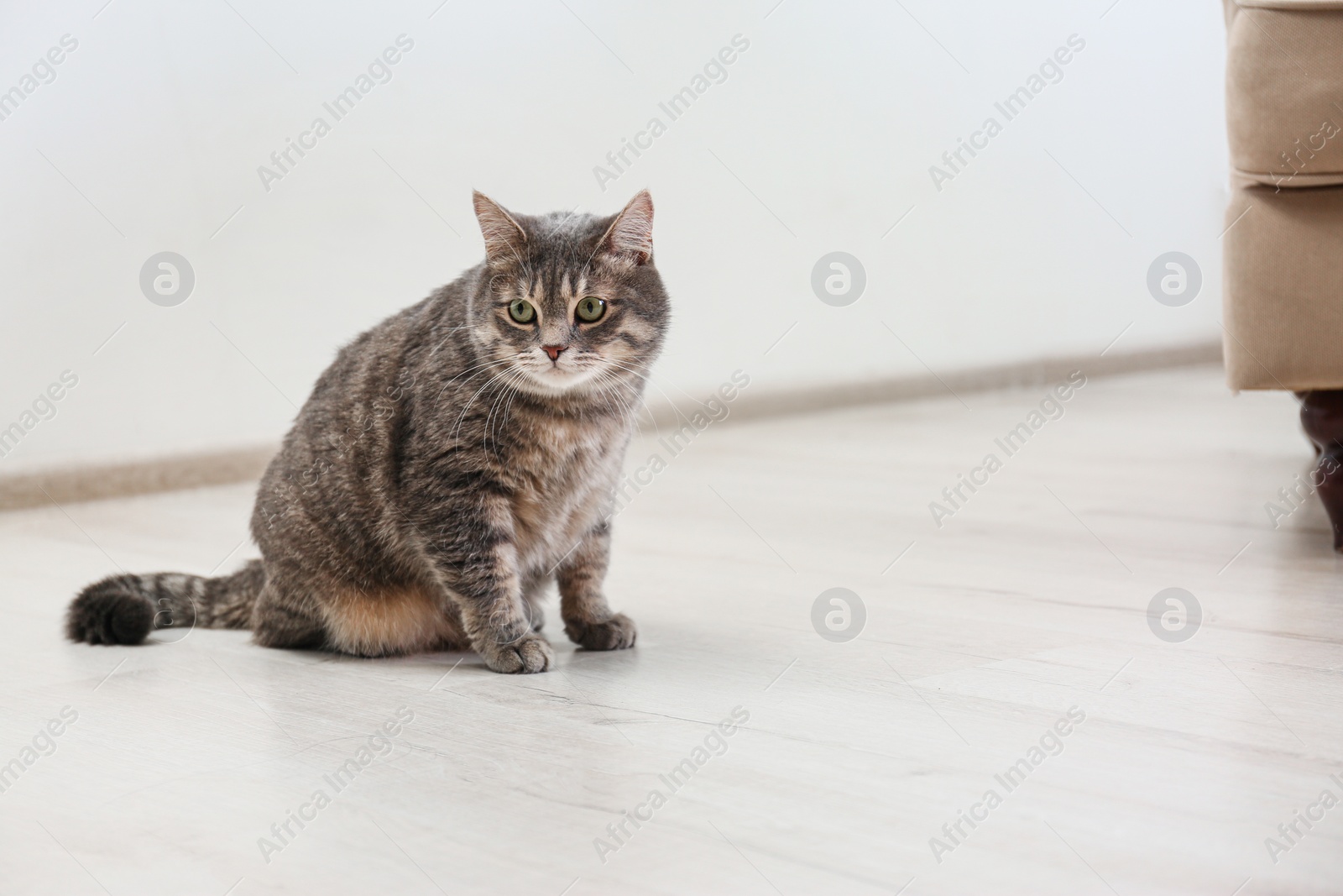 Photo of Cute gray tabby cat sitting on floor indoors, space for text. Lovely pet