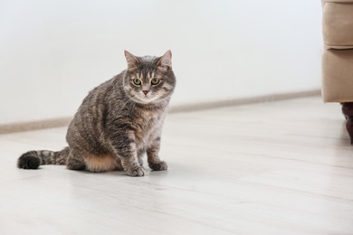 Cute gray tabby cat sitting on floor indoors, space for text. Lovely pet