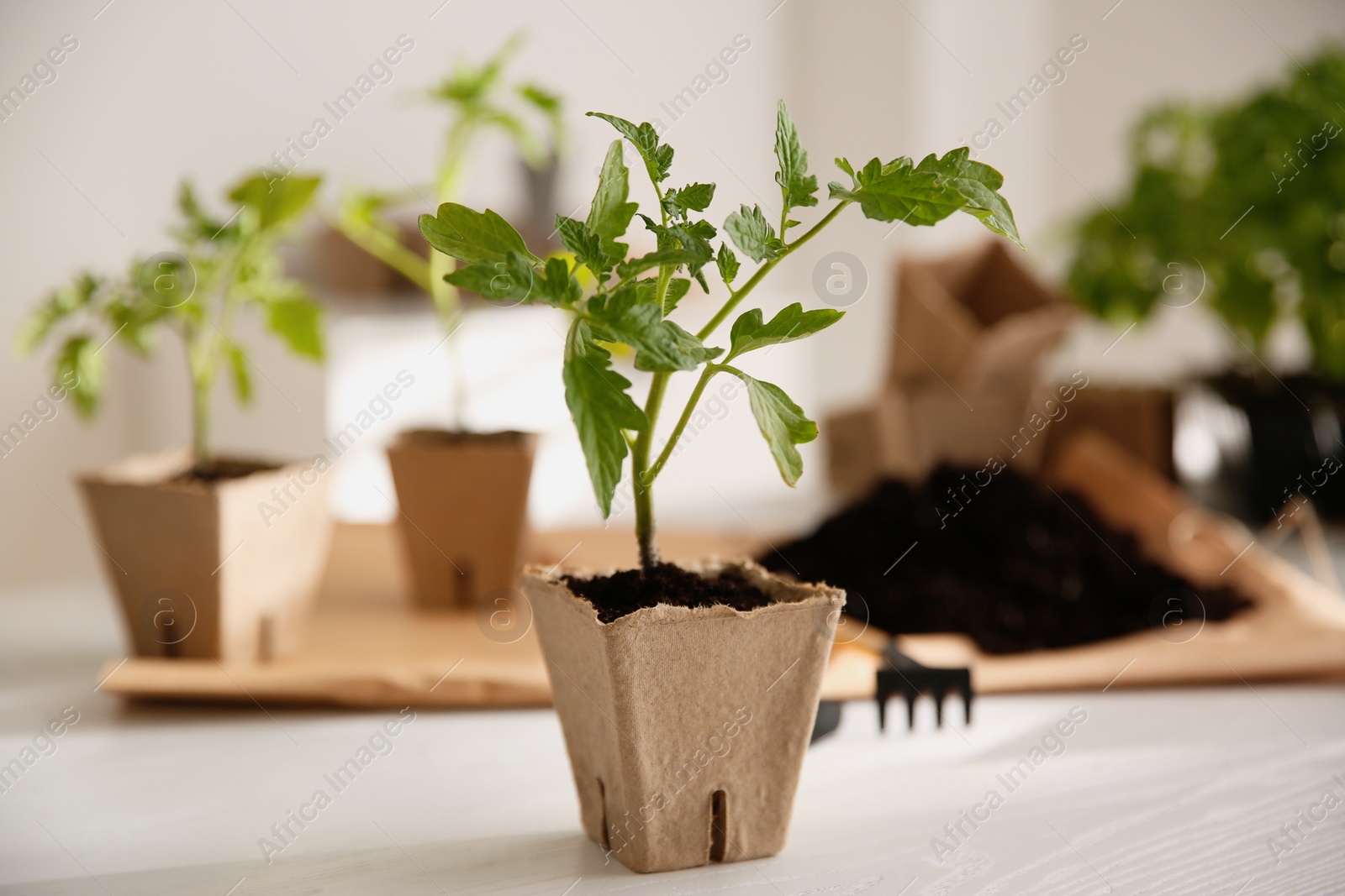 Photo of Green tomato seedling in peat pot on white wooden table