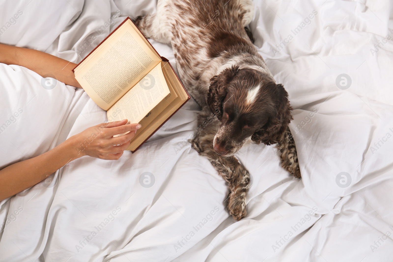 Photo of Adorable Russian Spaniel with owner in bed, closeup view