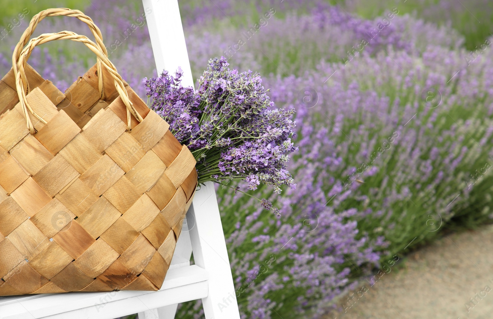 Photo of Wicker bag with beautiful lavender flowers on ladder in field, space for text