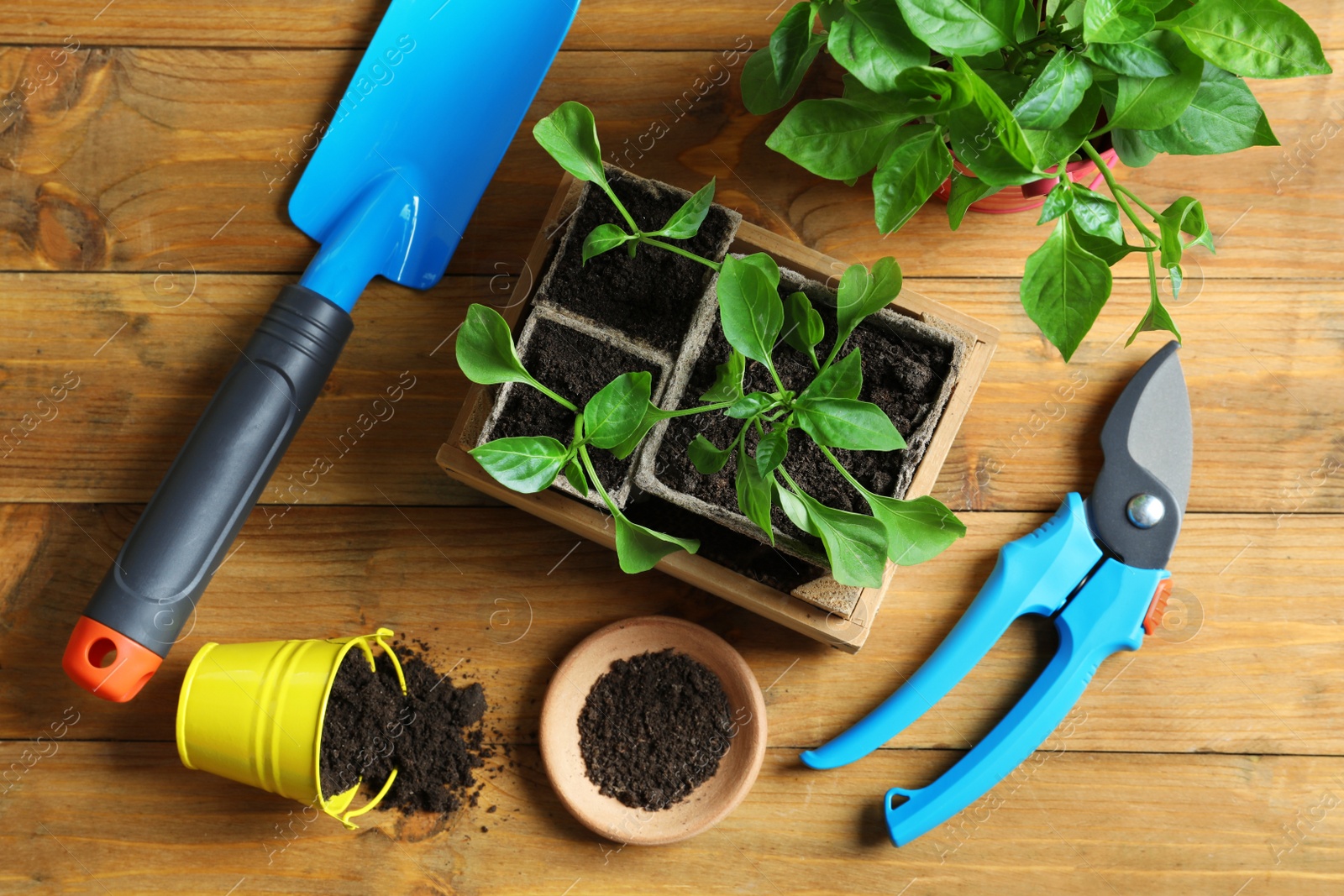 Photo of Flat lay composition with gardening tools and plants on wooden background