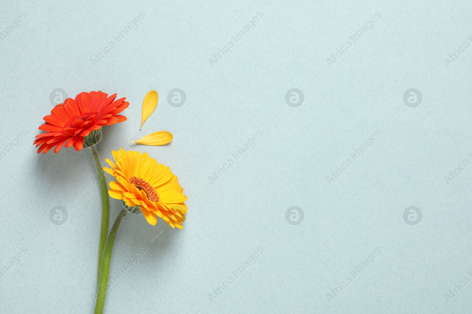 Photo of Beautiful colorful gerbera flowers and petals on light background, flat lay. Space for text