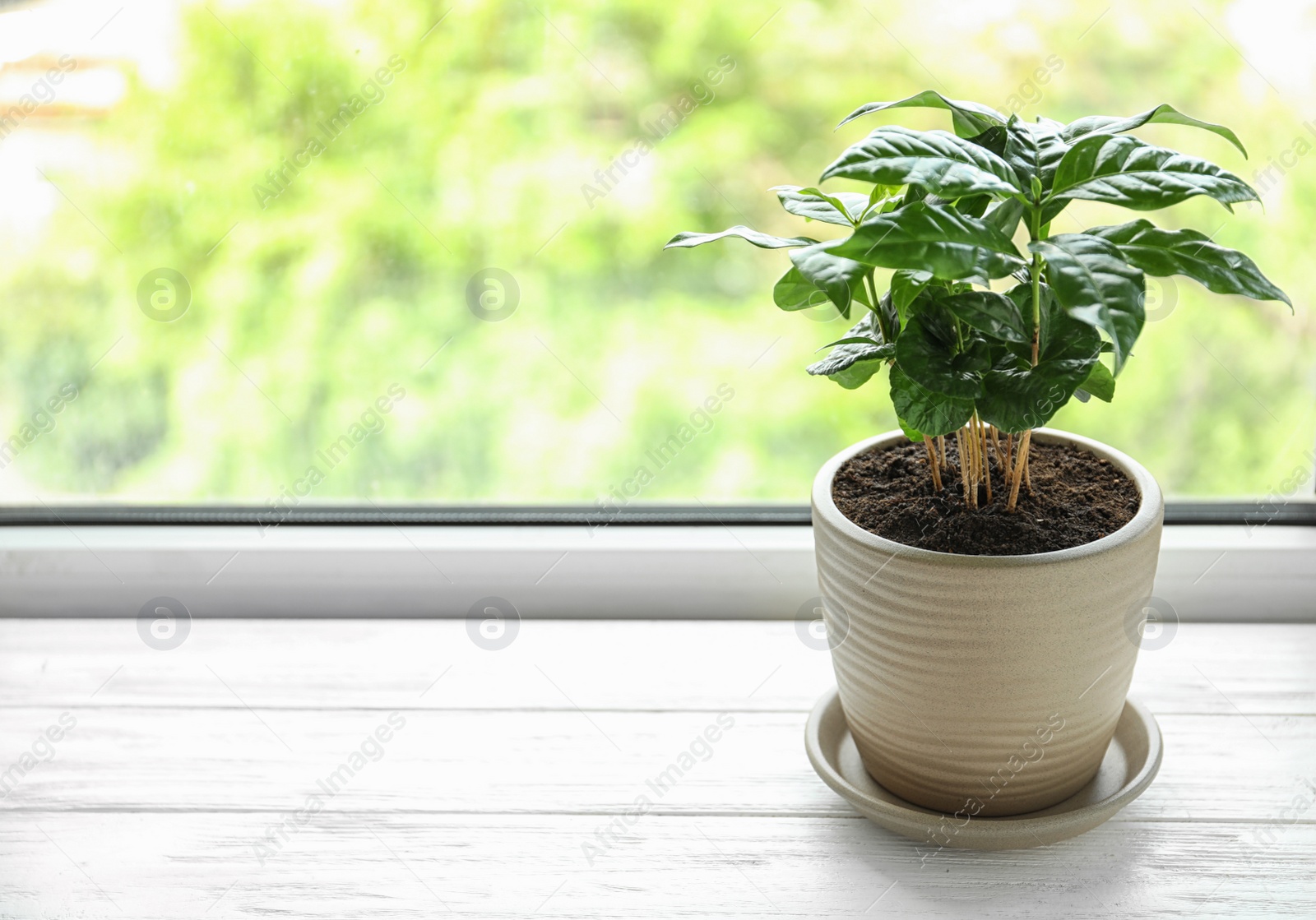 Photo of Fresh coffee plant with green leaves in pot on windowsill, space for text