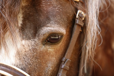 Photo of Closeup view of cute brown pony with bridle