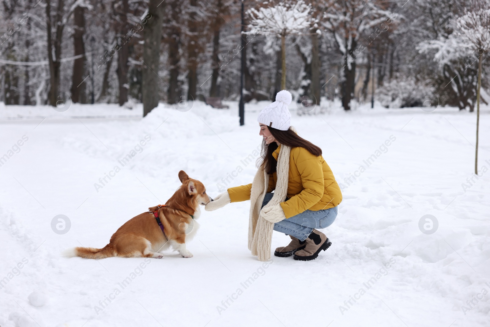 Photo of Woman with adorable Pembroke Welsh Corgi dog in snowy park