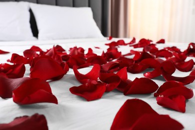 Honeymoon. Beautiful rose petals on bed, closeup