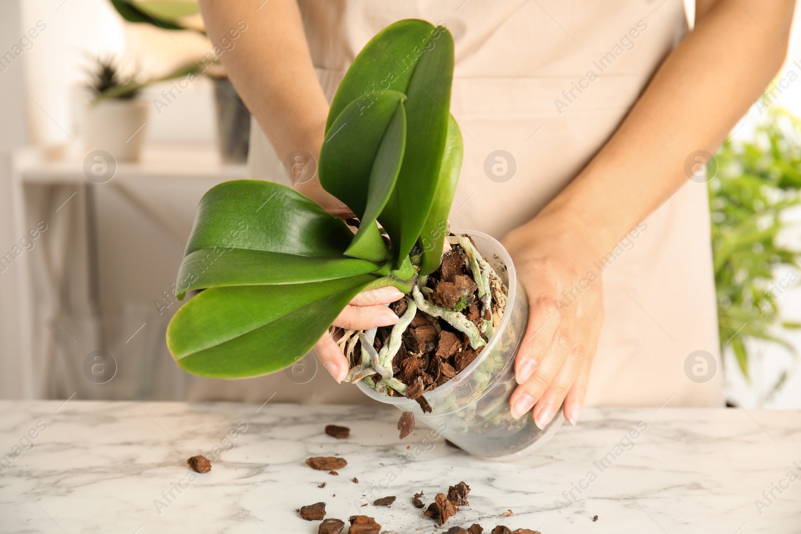 Photo of Woman transplanting orchid plant on table, closeup