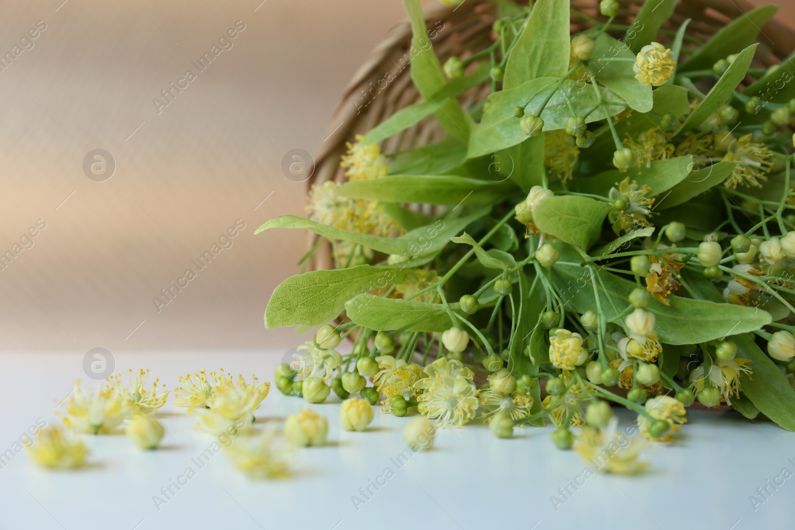 Photo of Overturned wicker basket with beautiful linden blossoms and green leaves on white table, closeup. Space for text
