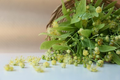 Photo of Overturned wicker basket with beautiful linden blossoms and green leaves on white table, closeup. Space for text
