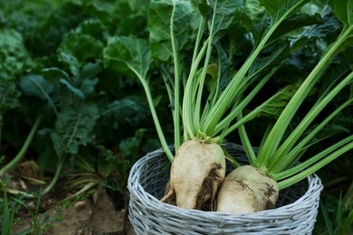 Photo of Fresh white beet plants in wicker basket outdoors, closeup. Space for text
