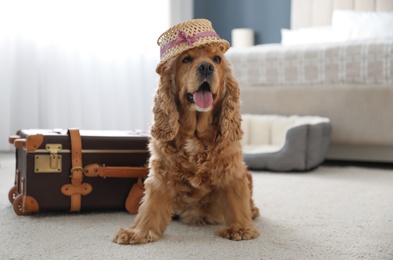 English Cocker Spaniel in cute hat near suitcase indoors. Pet friendly hotel
