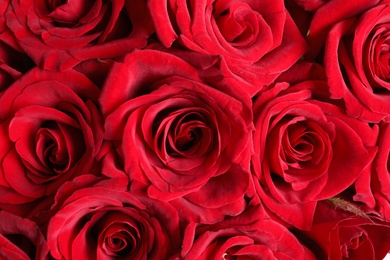 Photo of Beautiful red rose flowers as background, closeup