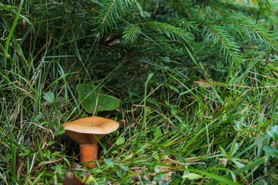 Photo of Wild mushroom growing in forest on summer day