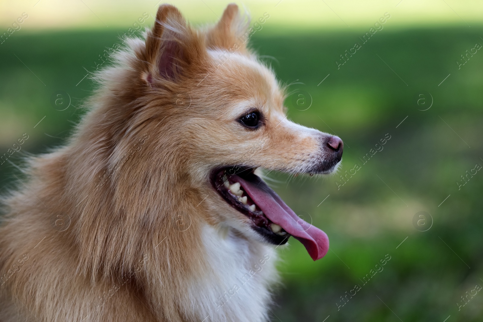 Photo of Cute dog on blurred background outdoors. Adorable pet